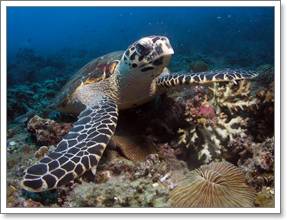 Redang Pelangi Sea Turtle